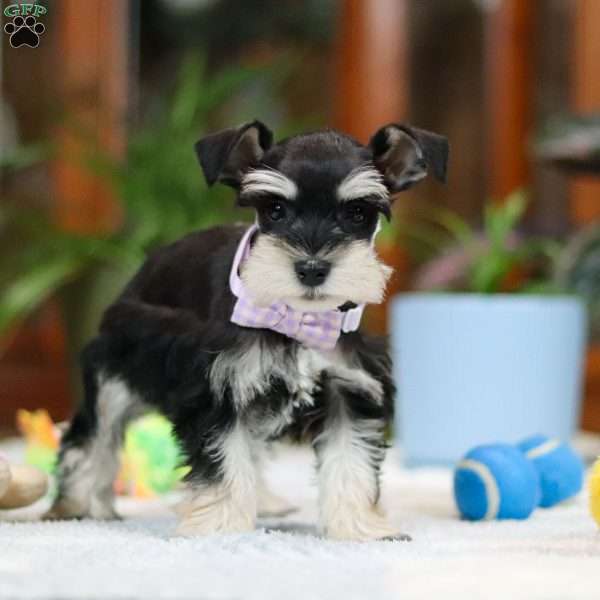 Zara, Miniature Schnauzer Puppy